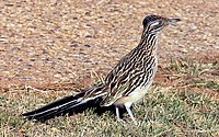 Greater Roadrunner