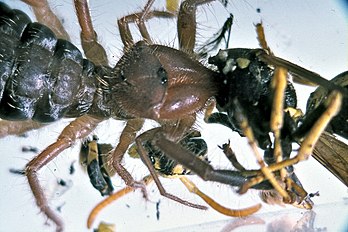 Gluvia dorsalis, devouring a wasp (Polistes sp.)