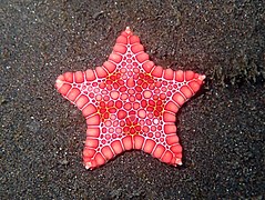 Pěticípá hvězdice připomínající vánoční hvězdu (Goniaster tessellatus)