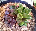 The small, compact form Haworthia mirabilis var. mundula