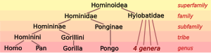 Hominoid taxonomy 7.svg