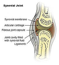 Diagram of a synovial (diarthrosis) joint.