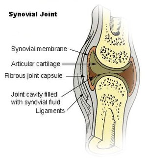 Diagram of a synovial (diarthrosis) joint.