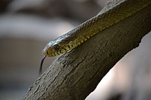 Indian Rat Snake