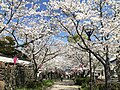 旭ヶ岡公園の桜並木（佐賀県鹿島市）(240701)