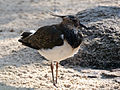 Kiebitz (Vanellus vanellus)