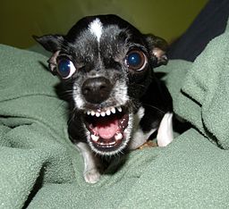 http://upload.wikimedia.org/wikipedia/commons/thumb/f/fc/Killer_Chihuahua.jpg/256px-Killer_Chihuahua.jpg