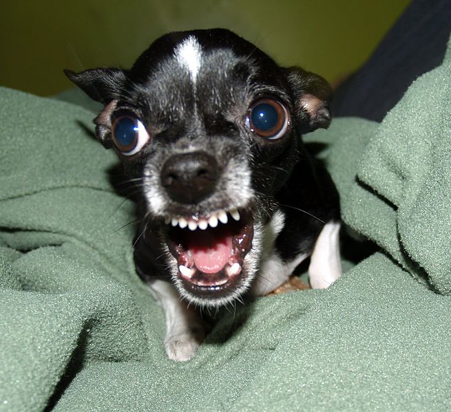 File:Killer Chihuahua.jpg