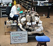 Técnico de laboratorio trabajando en un espécimen reciente ZED (2021).