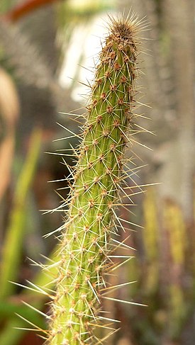 Leocereus bahiensis on sukunsa ainoa laji.