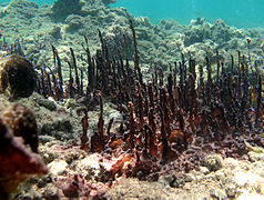 Une colonie de cyanophycées du genre Hydrocoleum