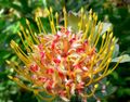 Leucospermum cordifolium 'Veldt Fire'