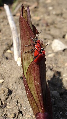 Lilioceris lilii.jpg