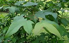 Liquidambar acalycina kz1.jpg