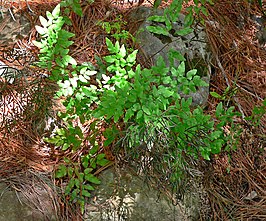 Llavea cordifolia