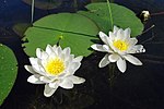 Miniatura para Nymphaea candida