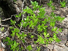 Lumnitzera racemosa (flowering) - Kung Krabaen, Chantaburi province, Thailand.JPG