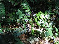 Mahonia nervosa