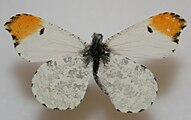 Anthocharis midea (falcate orangetip) Adult female, dorsal view.