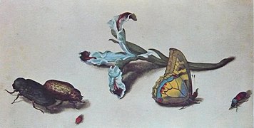 Iris mit 4 Käfern und einem Schmetterling, Aquarell, zwischen 1638 und 1657