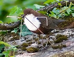 Vízirigó (Cinclus cinclus)