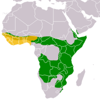 alt=Verde: Mungos mungo Amarillo: Mungos gambianus