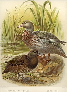 Ilustrace poláka tmavého a kachny měkkozobé z roku 1888