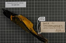 Центр биоразнообразия Naturalis - RMNH.AVES.130327 1 - Pachycephala pectoralis melanops (Pucheran, 1853) - Pachycephalidae - образец кожи птицы.jpeg