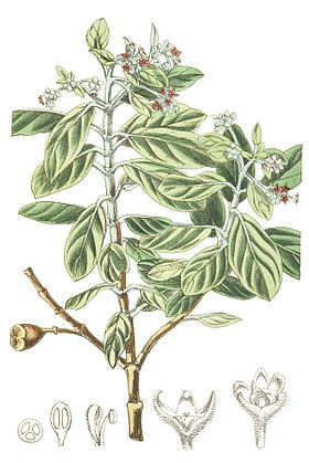 Nesiota elliptica, a oliveira de Santa Helena