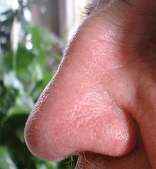 A profile of a beautifully shaped human Nose, from a Belgian male aged 80.