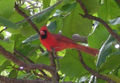 Northern Cardinal