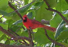 Northern Cardinal on the Island of Kauai, Hawaii