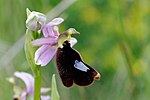 Miniatura per Ophrys aurelia