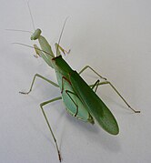 Miomantis caffra