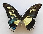 Gynandromorf (mosaik) hona av Papilio androgeus.