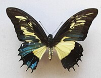 Papilio androgeus, gynandromorf mozaikowy