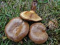 Paxillus involutus