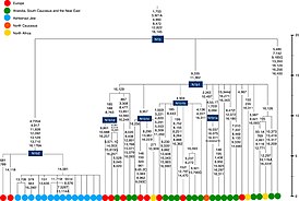 Филогенетическое дерево гаплогруппы N1b