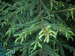 Picea koraiensis Young. 
 JPG