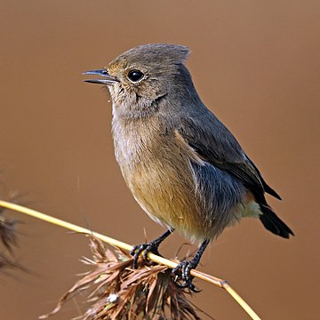 Fêmea de cartaxo-preto (Saxicola caprata bicolor) no parque nacional de Pench, Madhya Pradesh, Índia (definição 2 477 × 2 477)