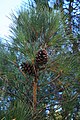 Kalabrische Kiefer (Pinus brutia)