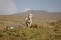 Mendiko galestar pottoka Brecon Beacons mendietan