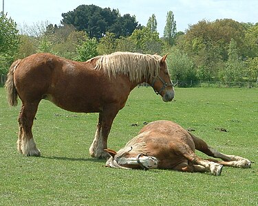 Caballo Bretón.