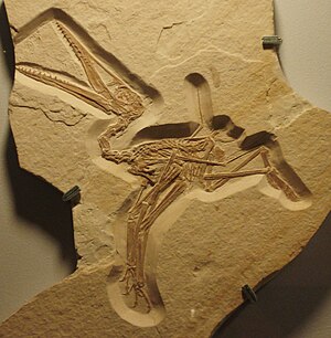 English: fossil of pterodactylus