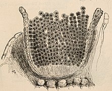 Budowa ecjum u Puccinia caricina