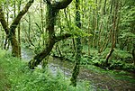 Miniatura para Río Lambre