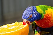 Rainbow lorikeet