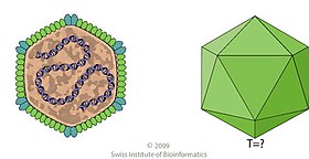 Schematic drawing of a Rhizidiovirus particle Rhizidiovirus virion.jpg