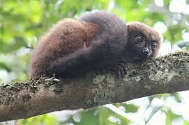 Roodbuikmaki (Eulemur rubriventer)