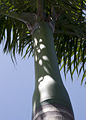 Crownshaft on a mature royal palm